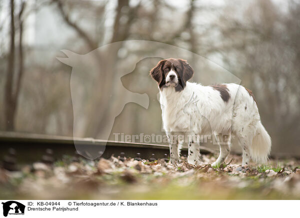 Drentsche Patrijshund / Dutch Partridge Dog / KB-04944