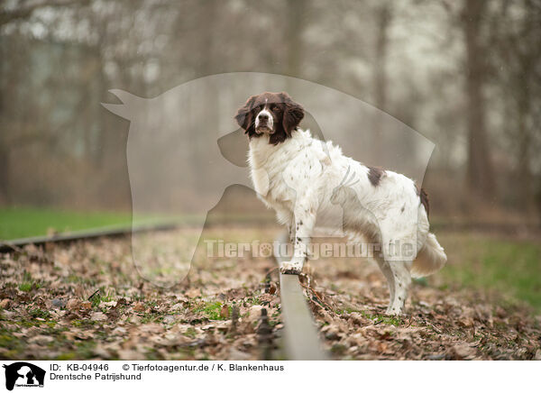 Drentsche Patrijshund / Dutch Partridge Dog / KB-04946