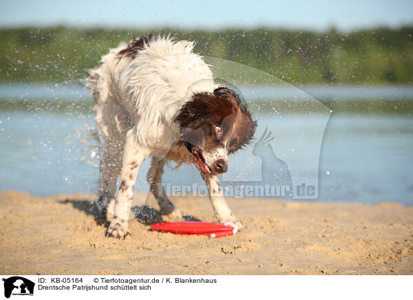 Drentsche Patrijshund schttelt sich / shaking Dutch partridge dog / KB-05164