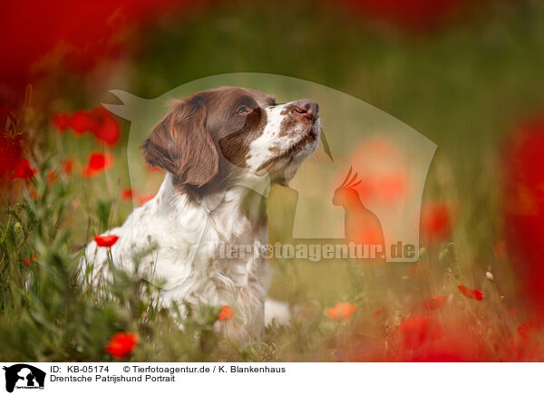 Drentsche Patrijshund Portrait / Dutch partridge dog portrait / KB-05174