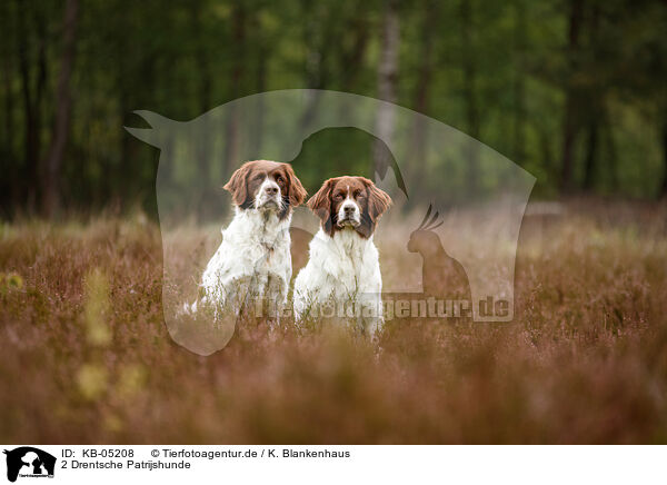 2 Drentsche Patrijshunde / 2 Dutch partridge dogs / KB-05208