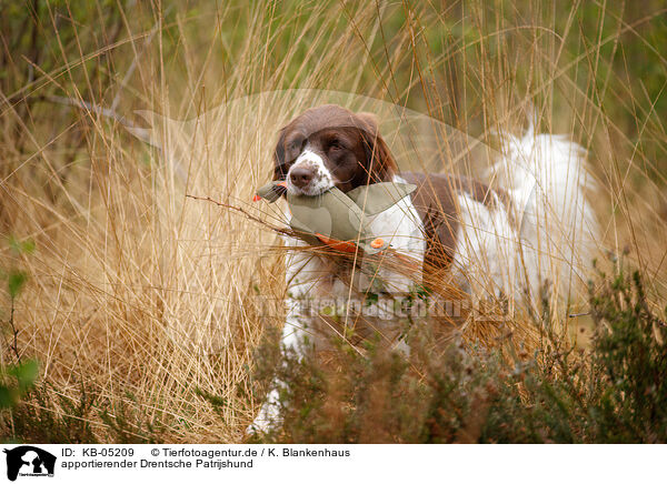 apportierender Drentsche Patrijshund / KB-05209