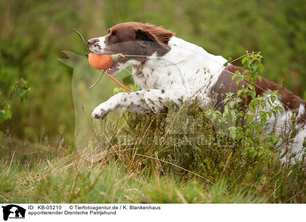apportierender Drentsche Patrijshund / retrieving Dutch partridge dog / KB-05210