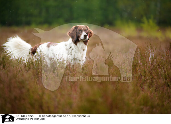 Drentsche Patrijshund / Dutch partridge dog / KB-05220