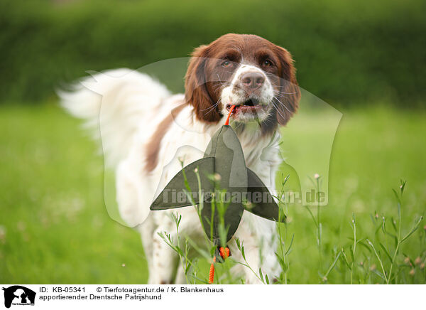 apportierender Drentsche Patrijshund / retrieving Dutch partridge dog / KB-05341