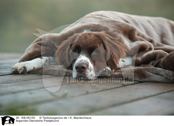 liegender Drentsche Patrijshund / KB-06100