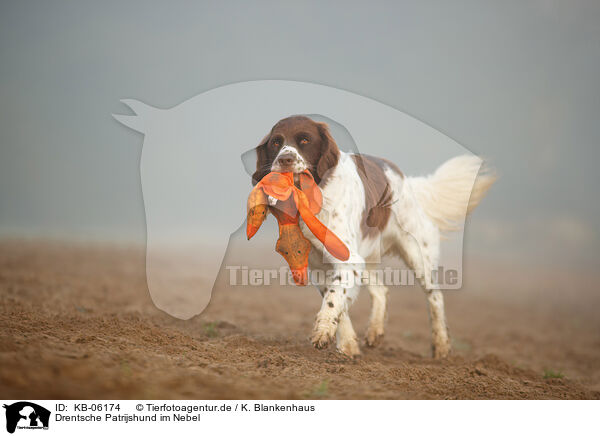 Drentsche Patrijshund im Nebel / Dutch partridge dog in the fog / KB-06174