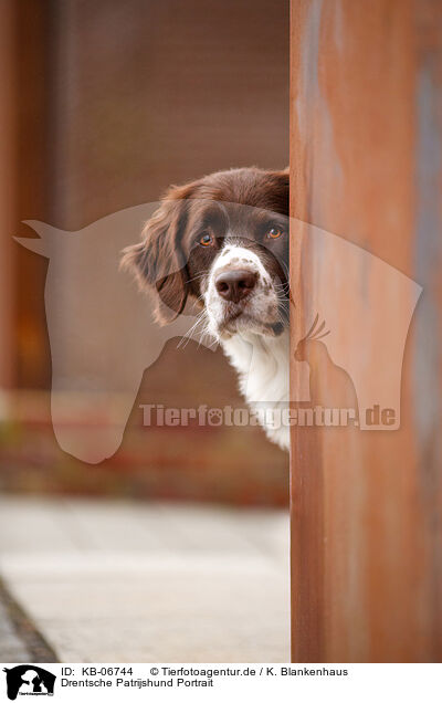 Drentsche Patrijshund Portrait / Dutch Partridge Dog Portrait / KB-06744
