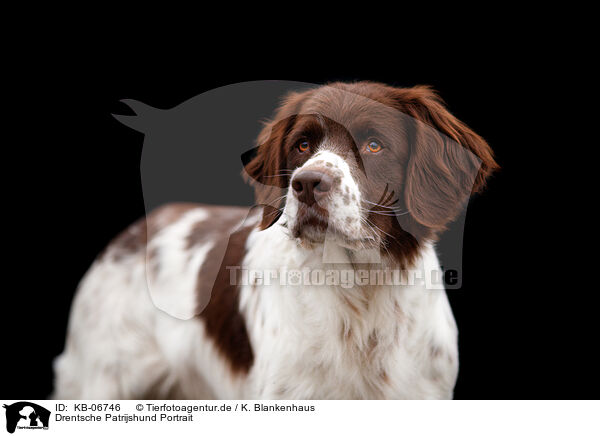 Drentsche Patrijshund Portrait / Dutch Partridge Dog Portrait / KB-06746