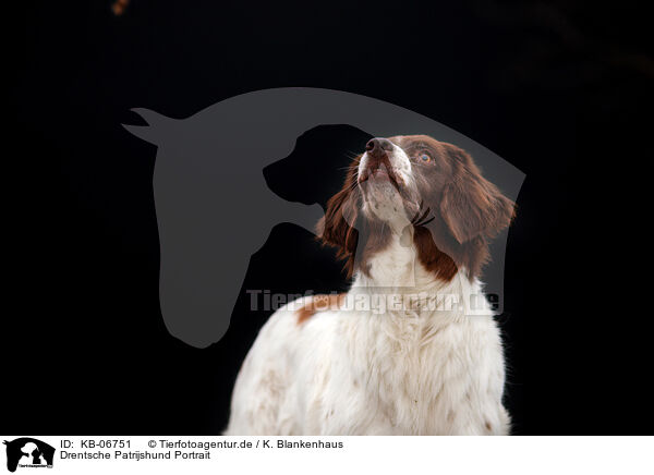 Drentsche Patrijshund Portrait / Dutch Partridge Dog Portrait / KB-06751
