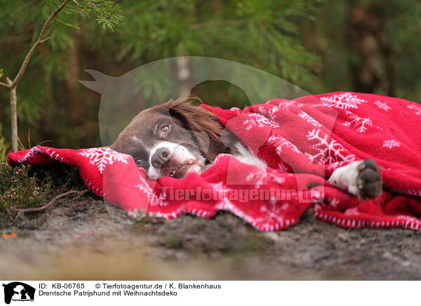 Drentsche Patrijshund mit Weihnachtsdeko / Dutch Partridge Dog with christmas decoration / KB-06765