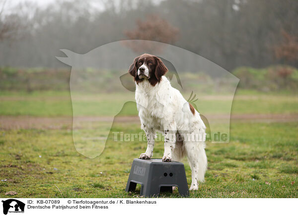 Drentsche Patrijshund beim Fitness / Dutch Partridge Dog at Fitness / KB-07089