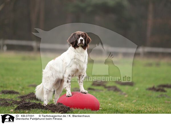 Drentsche Patrijshund beim Fitness / Dutch Partridge Dog at Fitness / KB-07091
