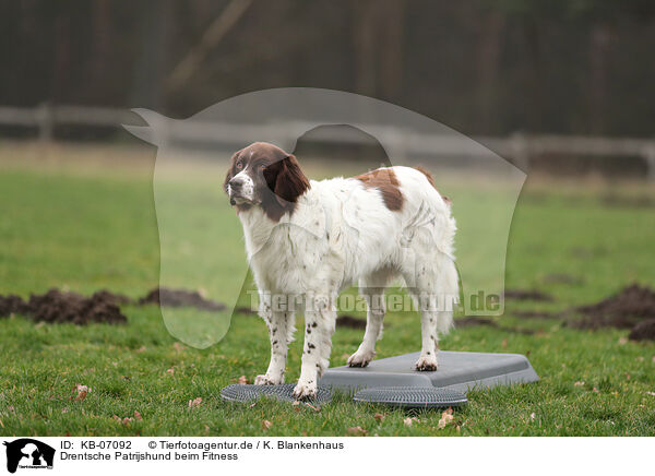 Drentsche Patrijshund beim Fitness / Dutch Partridge Dog at Fitness / KB-07092