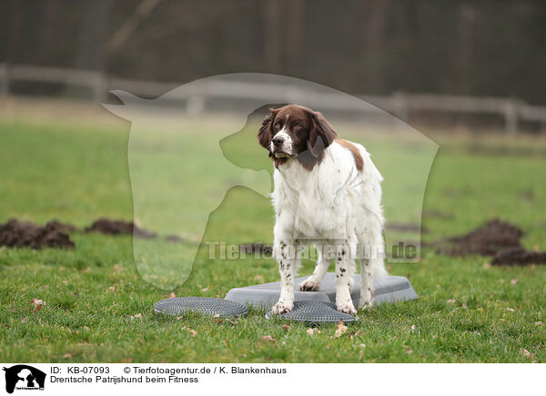 Drentsche Patrijshund beim Fitness / Dutch Partridge Dog at Fitness / KB-07093