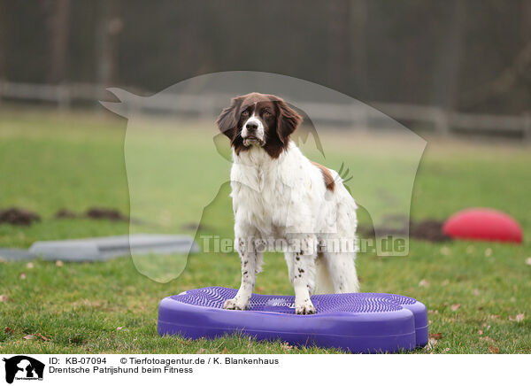 Drentsche Patrijshund beim Fitness / Dutch Partridge Dog at Fitness / KB-07094