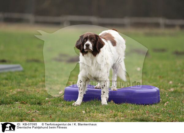 Drentsche Patrijshund beim Fitness / Dutch Partridge Dog at Fitness / KB-07095