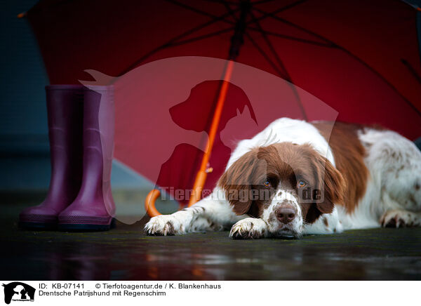 Drentsche Patrijshund mit Regenschirm / KB-07141