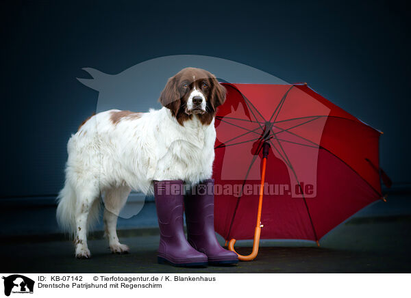 Drentsche Patrijshund mit Regenschirm / Dutch Partridge Dog with umbrella / KB-07142