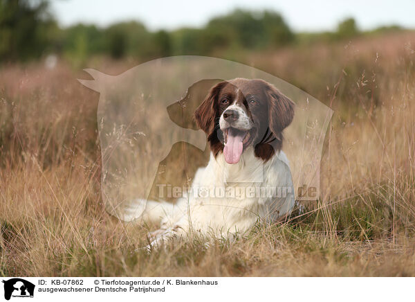ausgewachsener Drentsche Patrijshund / adult Dutch Partridge Dog / KB-07862