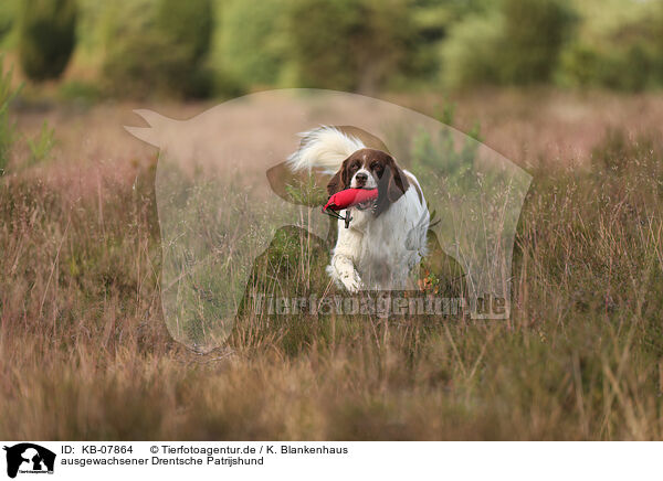 ausgewachsener Drentsche Patrijshund / adult Dutch Partridge Dog / KB-07864