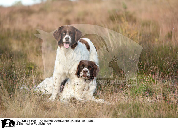 2 Drentsche Patrijshunde / 2 Dutch Partridge Dogs / KB-07866