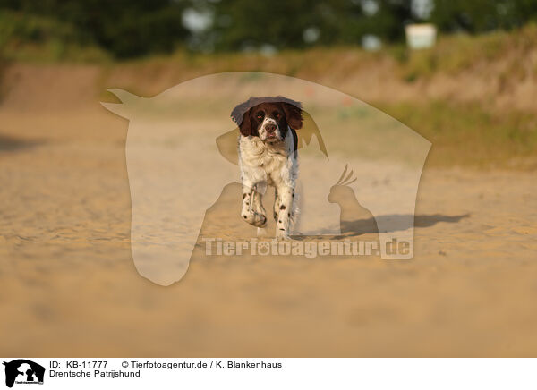 Drentsche Patrijshund / Drentsche Patrijshund / KB-11777