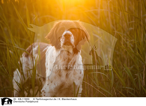 Drentsche Patrijshund / Drentsche Patrijshund / KB-11869