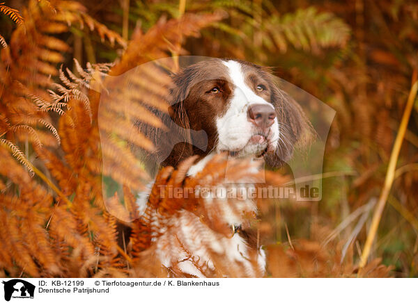 Drentsche Patrijshund / Drentsche Patrijshund / KB-12199