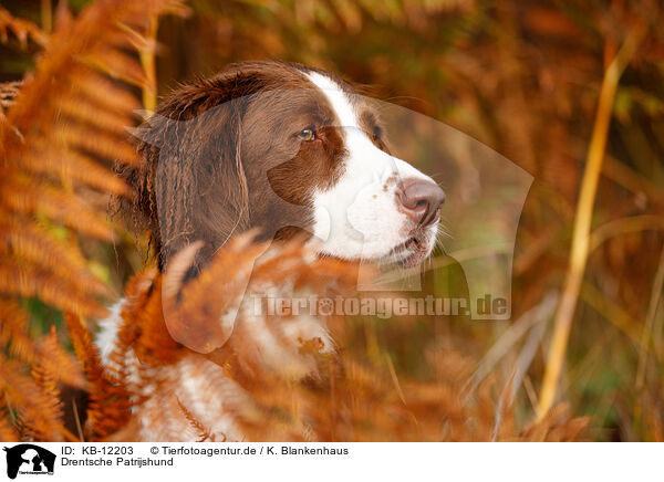 Drentsche Patrijshund / Drentsche Patrijshund / KB-12203