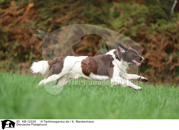 Drentsche Patrijshund / Drentsche Patrijshund / KB-12226