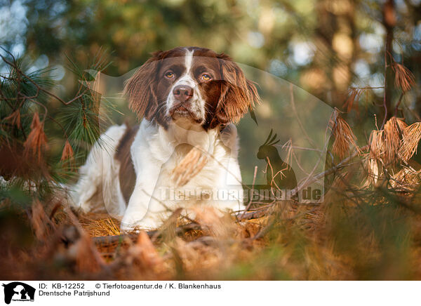 Drentsche Patrijshund / Drentsche Patrijshund / KB-12252