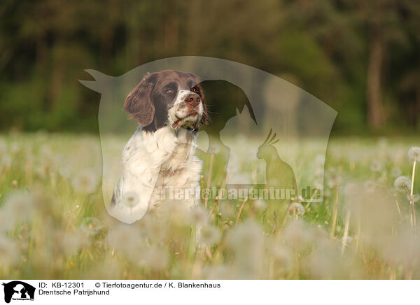 Drentsche Patrijshund / Drentsche Patrijshund / KB-12301