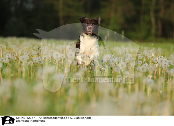 Drentsche Patrijshund / Drentsche Patrijshund / KB-12377