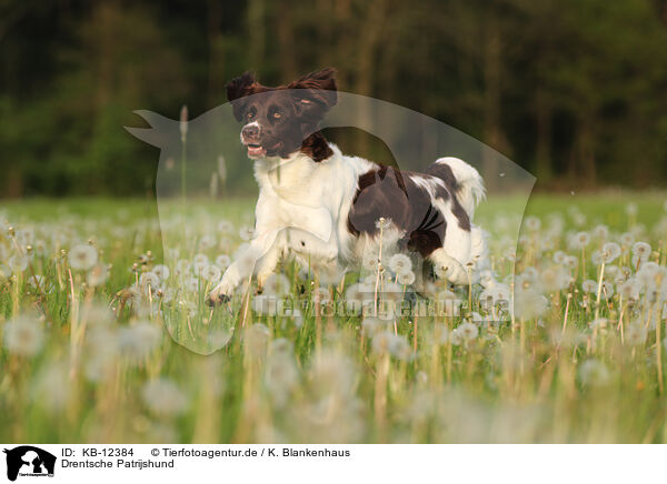 Drentsche Patrijshund / Drentsche Patrijshund / KB-12384