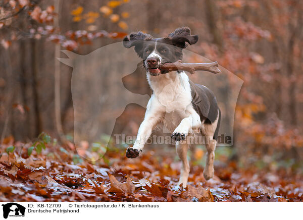 Drentsche Patrijshond / Dutch partridge dog / KB-12709