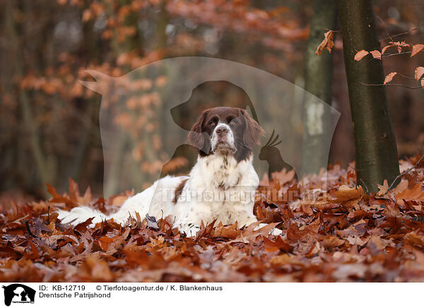 Drentsche Patrijshond / Dutch partridge dog / KB-12719