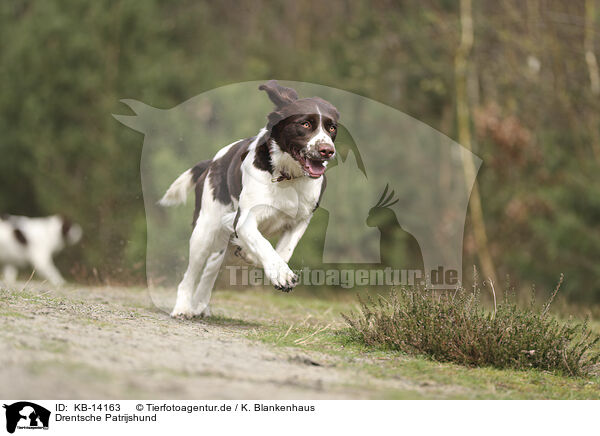 Drentsche Patrijshund / KB-14163