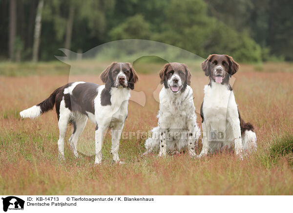 Drentsche Patrijshund / Dutch Partridge Dog / KB-14713