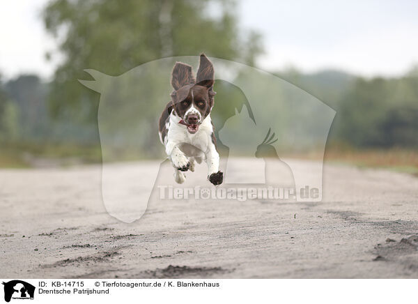 Drentsche Patrijshund / KB-14715