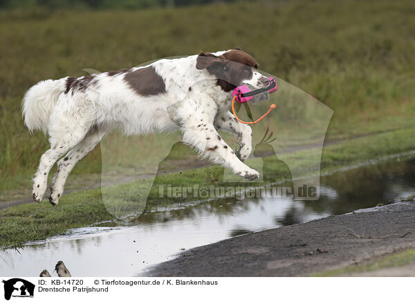 Drentsche Patrijshund / Dutch Partridge Dog / KB-14720
