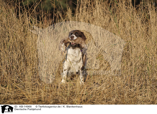 Drentsche Patrijshund / Dutch Partridge Dog / KB-14968