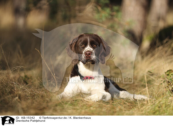 Drentsche Patrijshund / Dutch Partridge Dog / KB-15342
