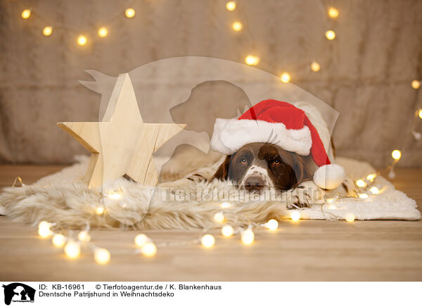 Drentsche Patrijshund in Weihnachtsdeko / Dutch Partridge Dog in christmas decoration / KB-16961