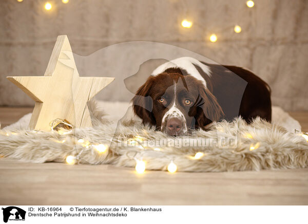 Drentsche Patrijshund in Weihnachtsdeko / Dutch Partridge Dog in christmas decoration / KB-16964