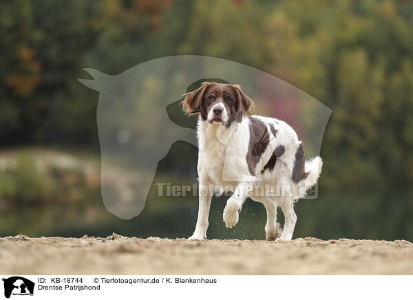 Drentse Patrijshond / Drentse Patrijshond / KB-18744