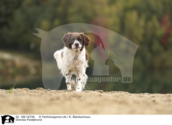 Drentse Patrijshond / Drentse Patrijshond / KB-18748