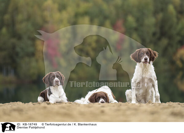 Drentse Patrijshond / Drentse Patrijshond / KB-18749