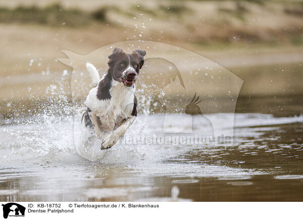 Drentse Patrijshond / Drentse Patrijshond / KB-18752