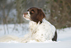 liegender Drentsche Patrijshund